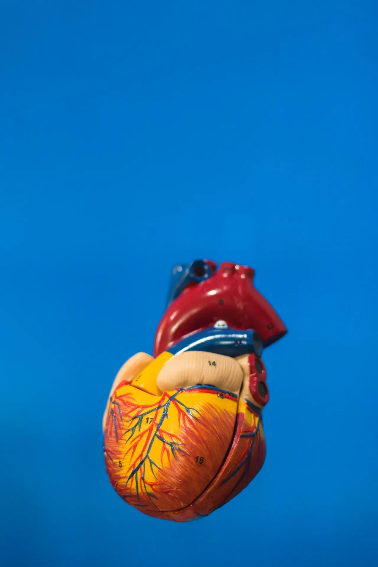 Modelo anatómico del corazón que ilustra los riesgos cardiacos del baño de hielo